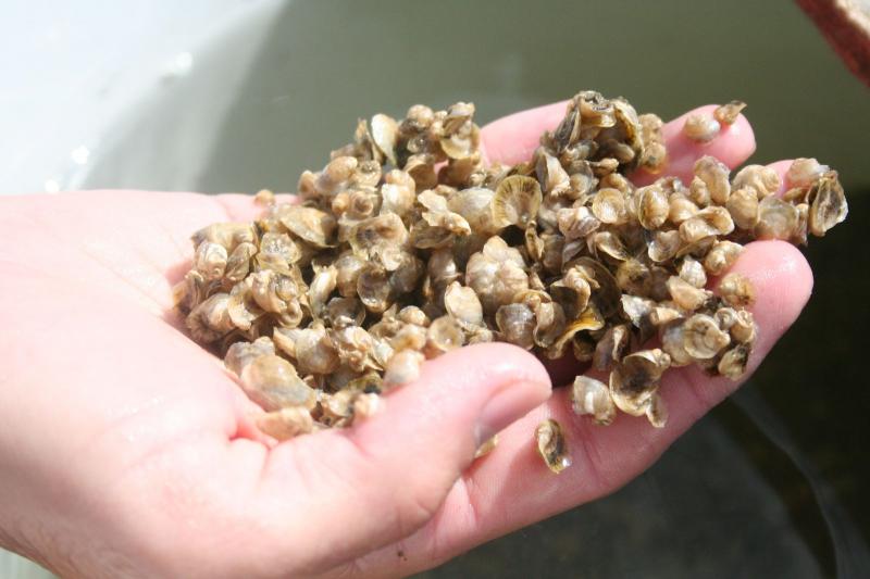 Oyster Seed Holdings, LLC Production Types