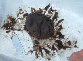 Eyed Larvae ready to set